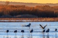 Sandhill Cranes at Bosque del Apache National Wildlife Refuge, Nevada