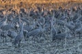 Sandhill Cranes at Bosque del Apache National Wildlife Refuge, Nevada