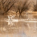 Sandhill Cranes, Bosque del Apache Wildlife refuge Soccoro, New Mexico Royalty Free Stock Photo