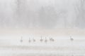 Sandhill Cranes Braving Blizzard Conditions near the Platte River