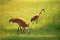 Sandhill Cranes with chick