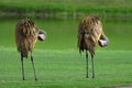 Sandhill Cranes Cleaning Feathers Royalty Free Stock Photo