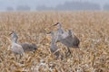 Sandhill Cranes in a corn field on a snowy day