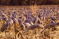 Sandhill cranes in a cornfield