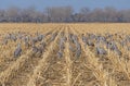 Sandhill Cranes in the Crop Rows