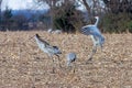 Sandhill Cranes Dance in a Cornfield Royalty Free Stock Photo