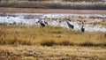 Sandhill cranes feeding right after sunrise in a wetland Royalty Free Stock Photo