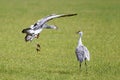 Sandhill cranes fighting Royalty Free Stock Photo