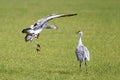 Sandhill cranes fighting