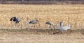 Sandhill Cranes Fighting in a Cornfield Royalty Free Stock Photo