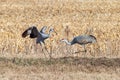 Sandhill Cranes Fighting in a Cornfield Royalty Free Stock Photo