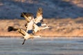 Sandhill Cranes in Flight Royalty Free Stock Photo