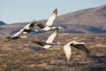 Sandhill Cranes in Flight