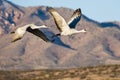 Sandhill Cranes in Flight