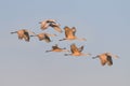 Sandhill cranes in flight against clear blue sky Royalty Free Stock Photo