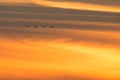 Sandhill cranes in flight backlit silhouette with golden yellow and orange sky at dusk / sunset during fall migration at the Crex