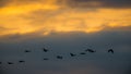 Sandhill cranes in flight backlit silhouette with golden yellow and orange sky at dusk / sunset during fall migrations at the Crex