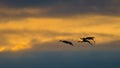 Sandhill cranes in flight backlit silhouette with golden yellow and orange sky at dusk / sunset during fall migrations at the Crex