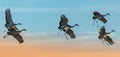 Sandhill Cranes at flight, Bosque del Apache National Wildlife Refuge, Nevada