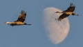 Sandhill cranes in flight at dusk / sunset with the moon in the background during fall migrations at the Crex Meadows Wildlife Are