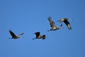 Sandhill Cranes in flight during fall migration Royalty Free Stock Photo