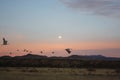 Sandhill cranes in flight