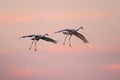 Sandhill cranes in flight with red and blue sky and clouds at dusk / sunset during fall migration at the Crex Meadows Wildlife Are