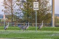 Sandhill Cranes Flock In The Median