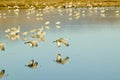 Sandhill cranes fly over the Bosque del Apache National Wildlife Refuge at sunrise, near San Antonio and Socorro, New Mexico Royalty Free Stock Photo