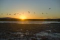 Sandhill cranes fly over the Bosque del Apache National Wildlife Refuge at sunrise, near San Antonio and Socorro, New Mexico Royalty Free Stock Photo