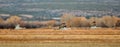 Sandhill cranes flying across field