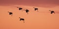Sandhill cranes flying at Bosque del apache NM Royalty Free Stock Photo