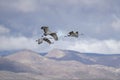 Sandhill cranes flying at Bosque del apache NM