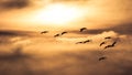 Sandhill Cranes Flying Into the Sun Royalty Free Stock Photo