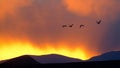 Sandhill cranes flying during sunset.