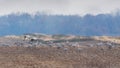 Sandhill Cranes Graze in a Field Royalty Free Stock Photo