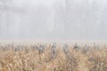 Sandhill Cranes Grazing in a Corn Field in a Snow Storm