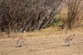 Sandhill cranes camouflaged in a field !