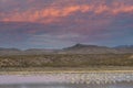 Sunrise over a pond in New Mexico filled with Sandhill Cranes Royalty Free Stock Photo