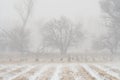 Sandhill Cranes Braving a Winter Storm near the Platte River