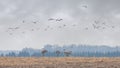 Sandhill Cranes Migrate into a Farm Royalty Free Stock Photo