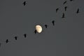 Sandhill Cranes and moon
