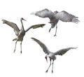 Sandhill Cranes painting