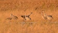 Sandhill cranes roosting on the ground at dusk / sunset during fall migrations at the Crex Meadows Wildlife Area in Northern Wisco