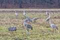 Sandhill Cranes Search for Food Royalty Free Stock Photo