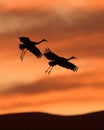 Sandhill cranes silhouette landing at sunset