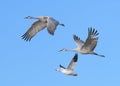 Sandhill cranes and snow goose in flight Royalty Free Stock Photo