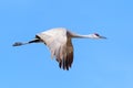 Migrating Greater Sandhill Cranes in Monte Vista, Colorado