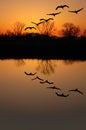 Sandhill Cranes at Sunset