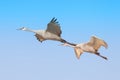 Sandhill cranes in synchronized flight Royalty Free Stock Photo